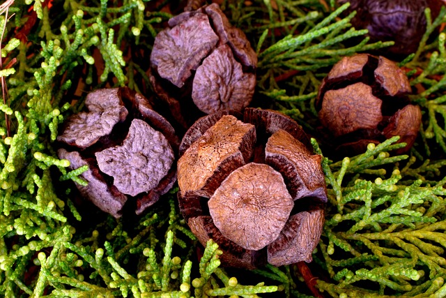 Cupressaceae Cypress Family Taxonomy