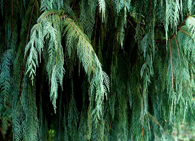 Cupressaceae Cypress Family Taxonomy