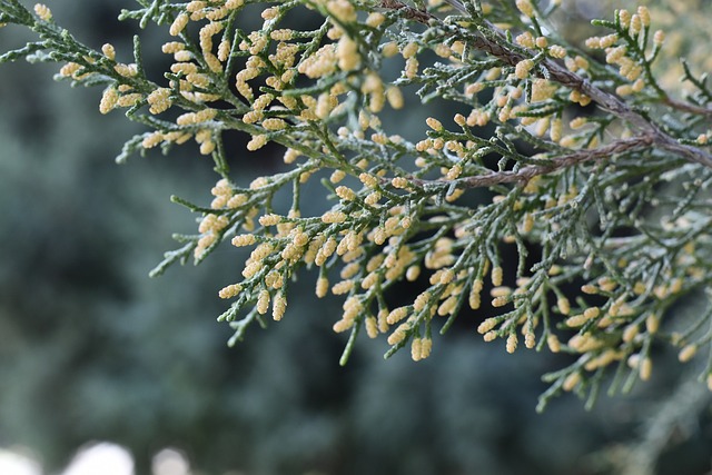 Cupressaceae Cypress Family Taxonomy
