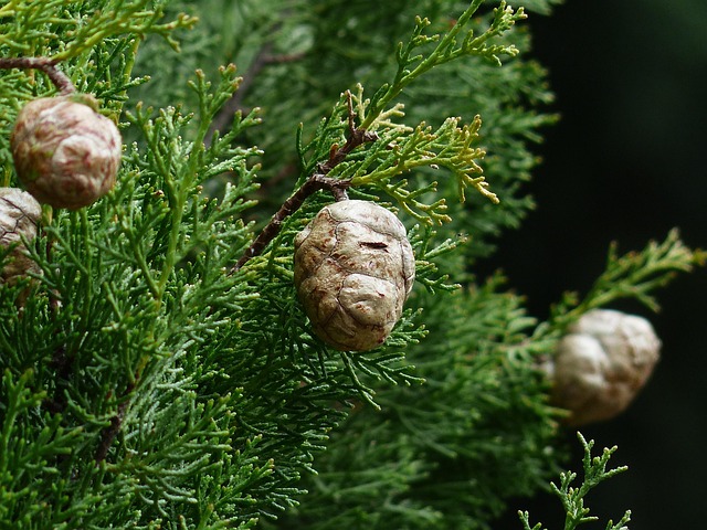 Cupressales Cypress Taxonomy Guide 1