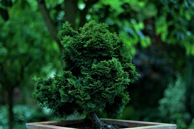 Cupressales Cypress Taxonomy Guide 4