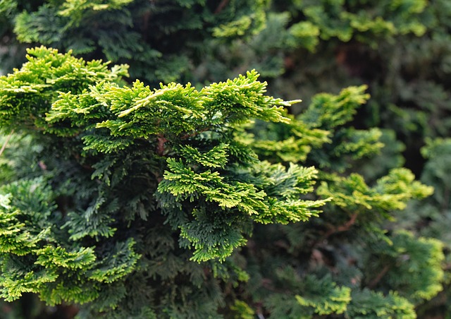 Cupressales Cypress Taxonomy Guide 1