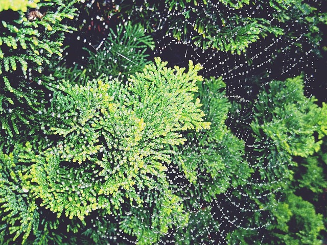 Cupressales Cypress Taxonomy Guide 1