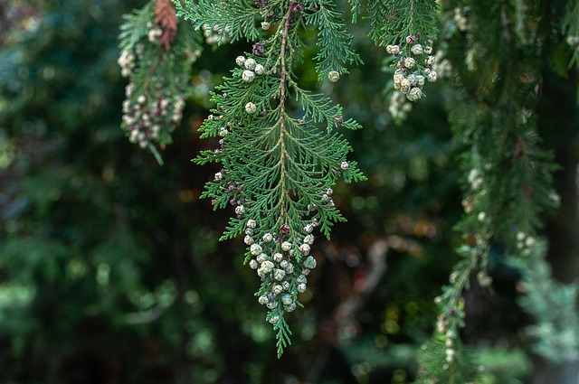 Cupressidae taxonomy guide