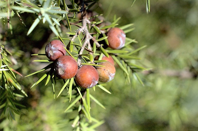 Cupressoideae Cypress Subfamily Taxonomy 1