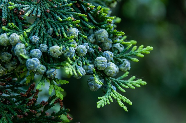 Cupressoideae Cypress Subfamily Taxonomy 1