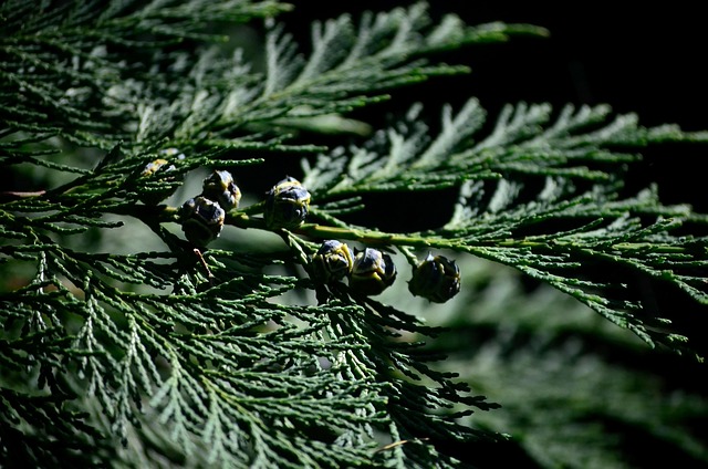 Cupressoideae Cypress Subfamily Taxonomy 1