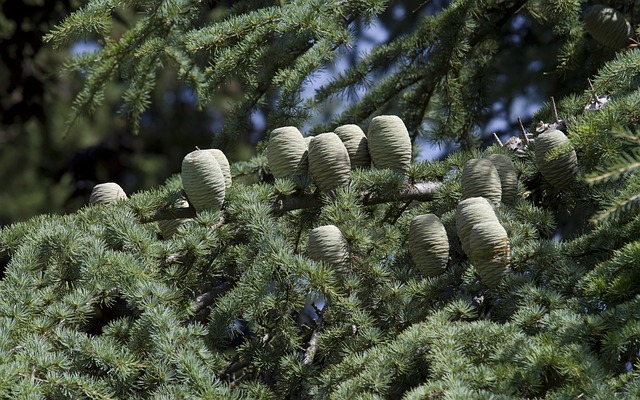 Cupressoideae Cypress Subfamily Taxonomy 1