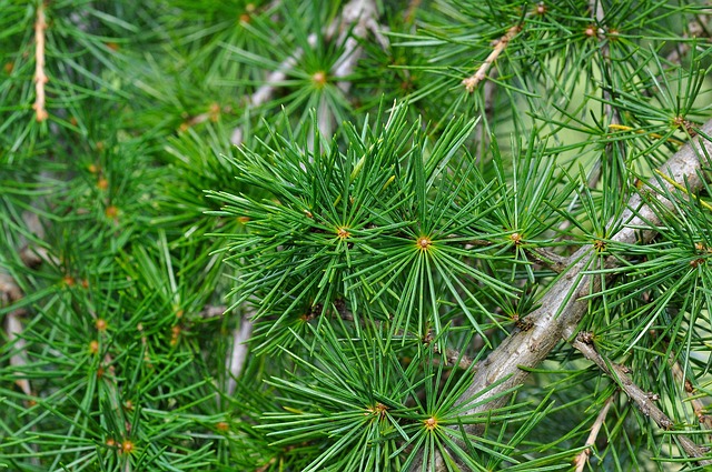 Cupressoideae Cypress Subfamily Taxonomy 1