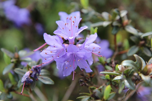 Ericaceae Heath Family Taxonomy Guide