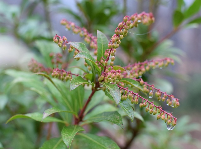 Ericaceae Heath Family Taxonomy Guide