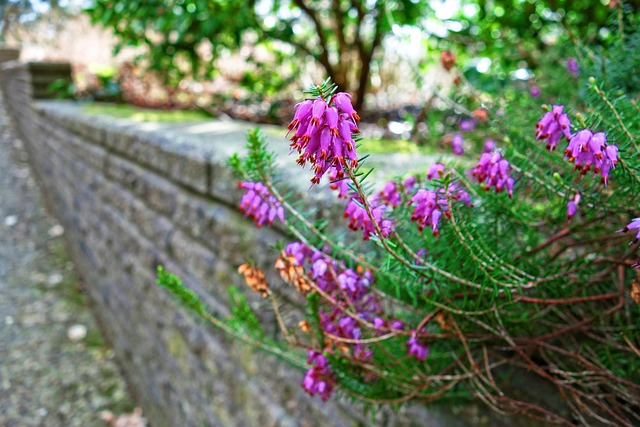 Ericoideae heath subfamily taxonomy guide