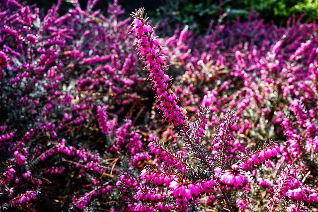 Ericoideae heath subfamily taxonomy guide