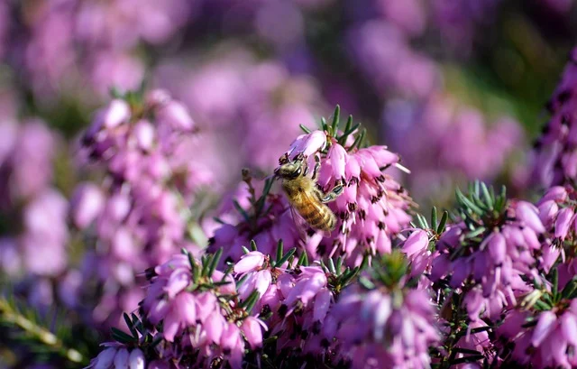 Ericoideae heath subfamily taxonomy guide