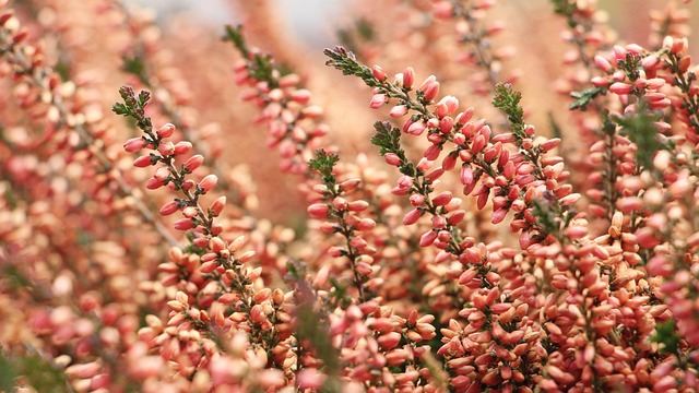Ericoideae heath subfamily taxonomy guide