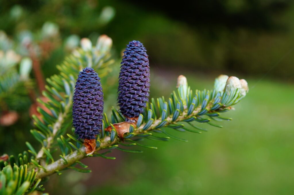 Gymnospermae naked seed plants taxonomy 