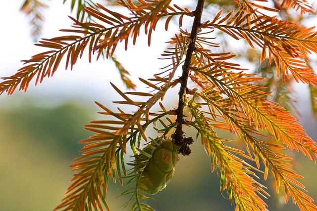 Gymnospermae naked seed plants taxonomy 