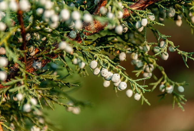 Juniperus Juniper Genus Bonsai Taxonomy Guide 1