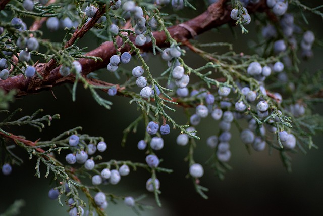 Juniperus Juniper Genus Bonsai Taxonomy Guide 1
