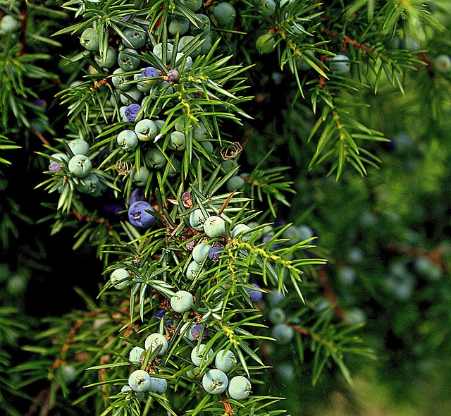 Juniperus Juniper Genus Bonsai Taxonomy Guide 1