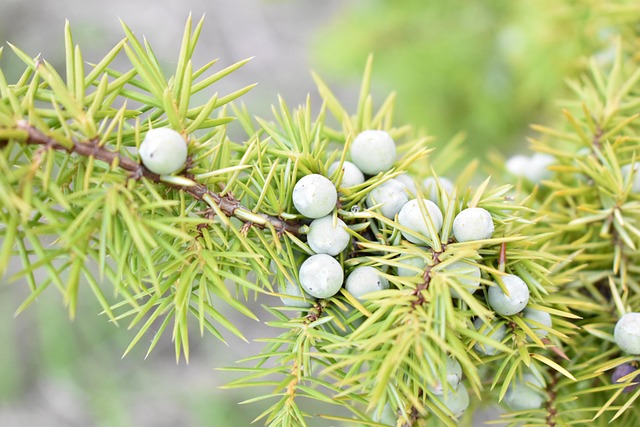 Juniperus Juniper Genus Bonsai Taxonomy Guide 1
