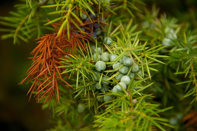 Juniperus Juniper Genus Bonsai Taxonomy Guide 1