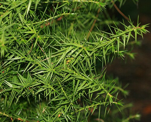 Juniperus Section Caryocedrus Taxonomy Guide 