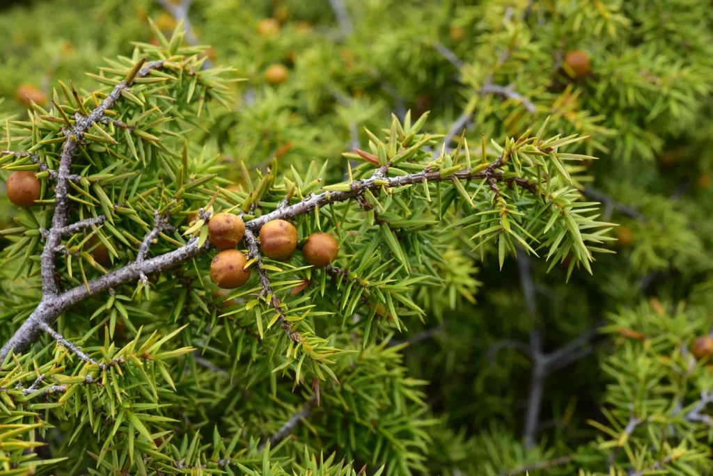 Juniperus Section Caryocedrus Taxonomy Guide