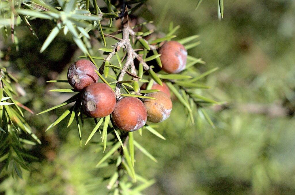 Juniperus Section Caryocedrus Taxonomy Guide