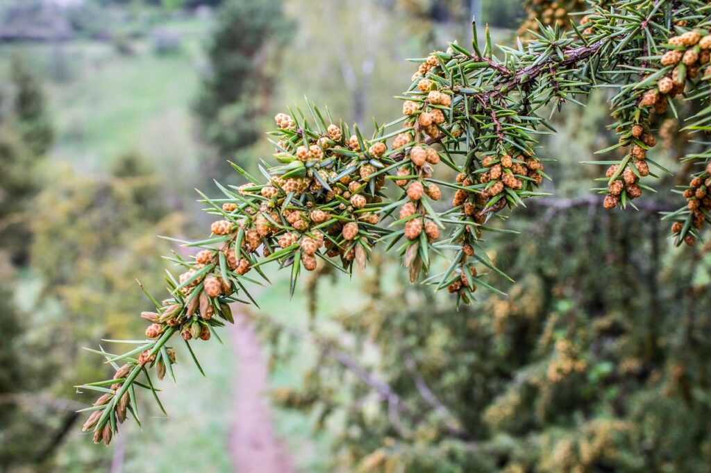Juniperus Section Caryocedrus Taxonomy Guide