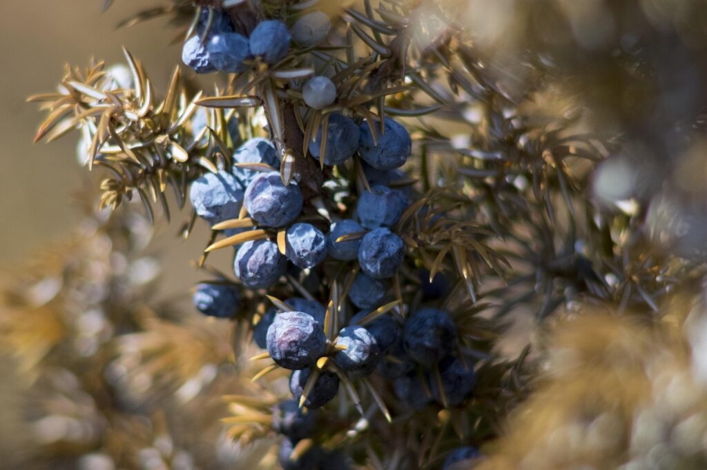 Juniperus Section Juniperus Taxonomy Guide