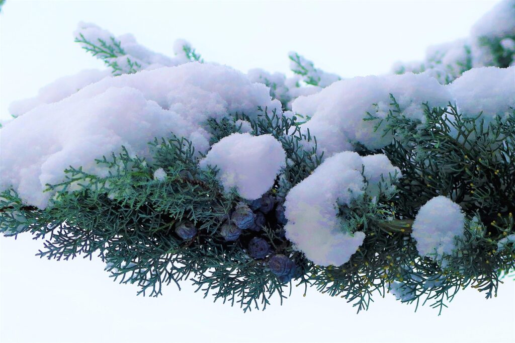 Juniperus Section Juniperus Taxonomy Guide