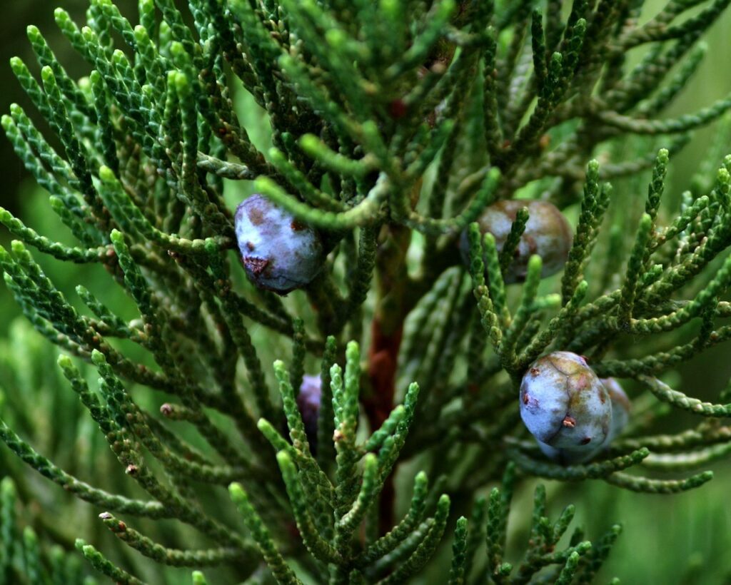 Juniperus Section Juniperus Taxonomy Guide