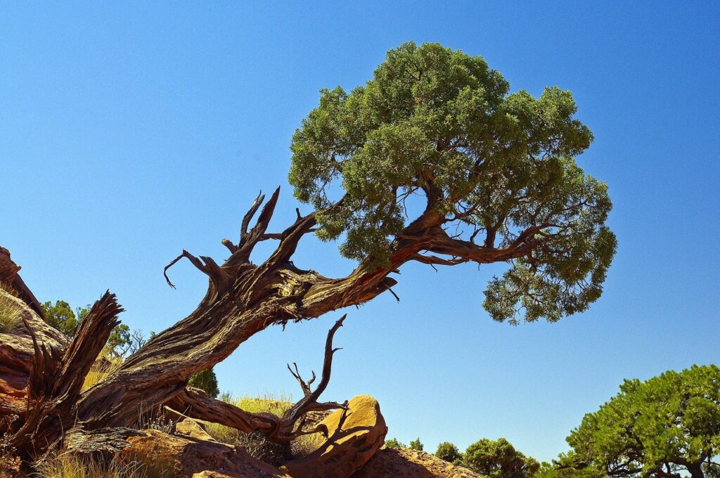 Juniperus Section Juniperus Taxonomy Guide