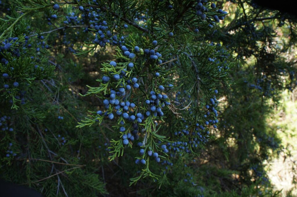 Juniperus Section Juniperus Taxonomy Guide