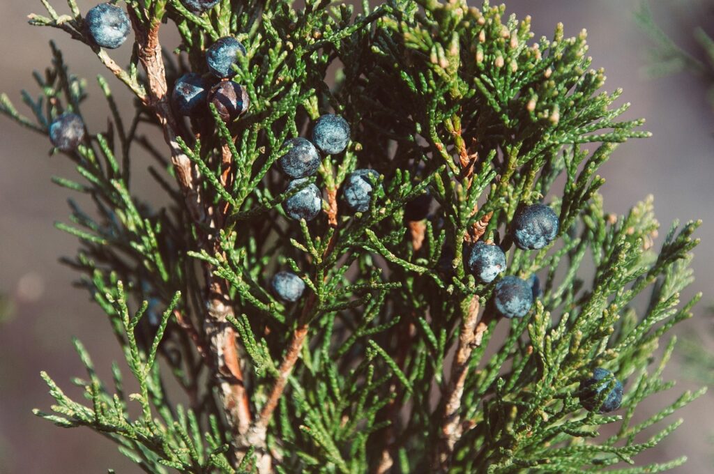 Juniperus Section Sabina Taxonomy Guide