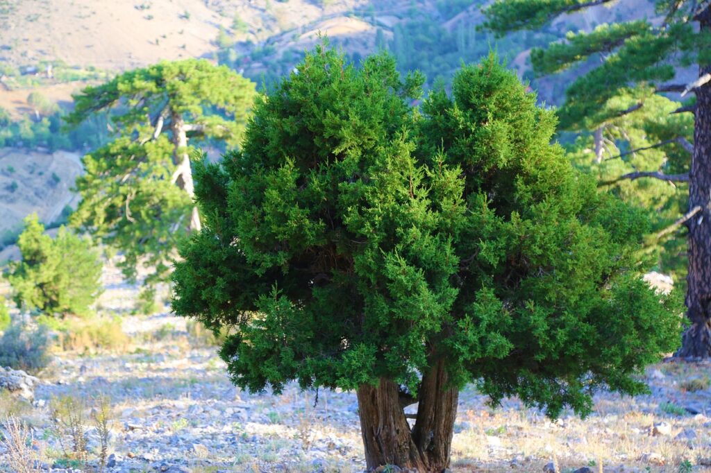 Juniperus Section Sabina Taxonomy Guide