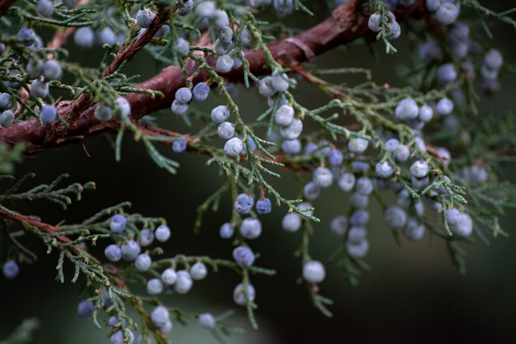 Juniperus Subsection Juniperus Taxonomy Guide