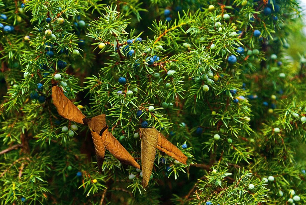 Juniperus Subsection Juniperus Taxonomy Guide