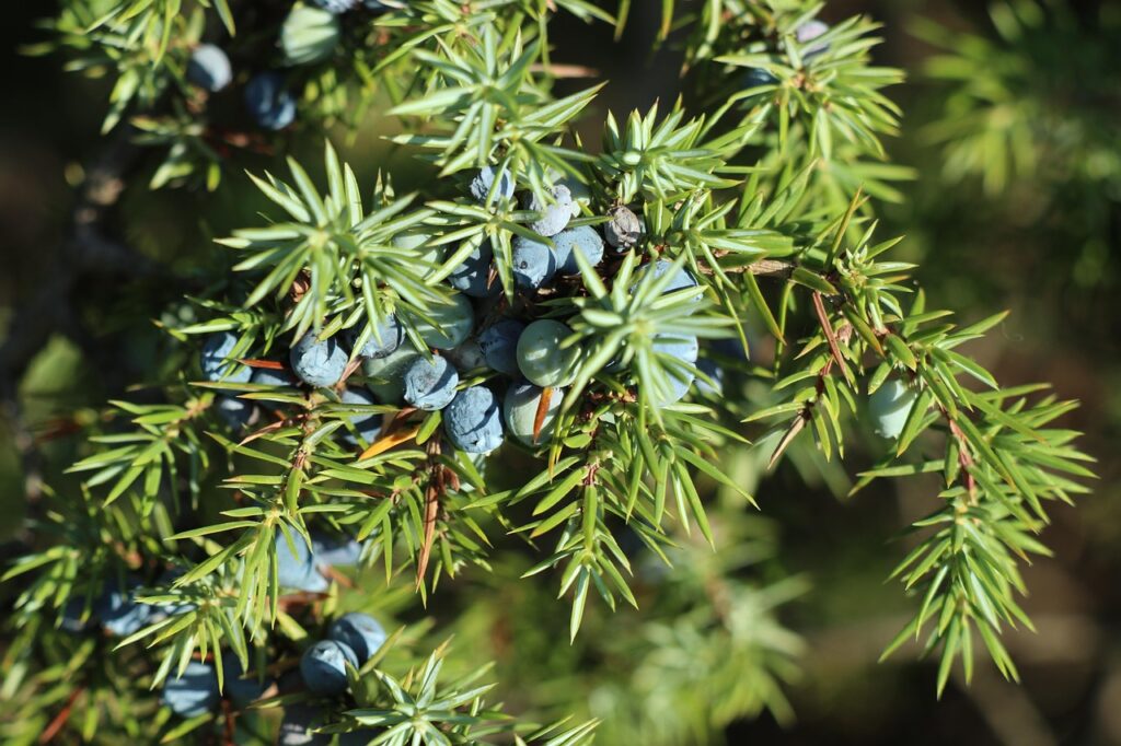 Juniperus Subsection Oxycedrus Taxonomy Guide