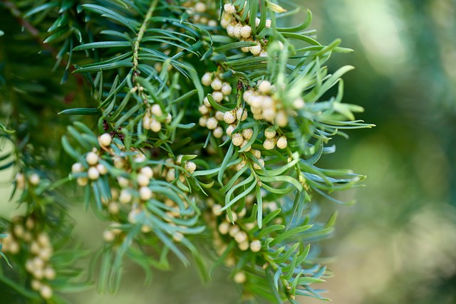 Pinopsida living conifers taxonomy guide