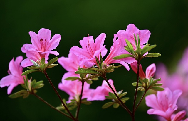 Rhododendron Genus Taxonomy Guide