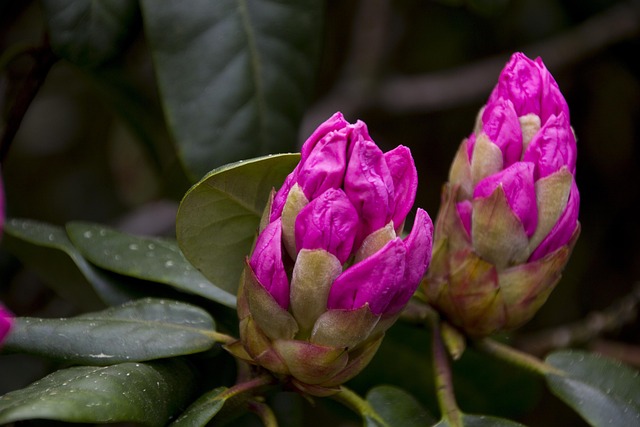 Rhododendron Genus Taxonomy Guide
