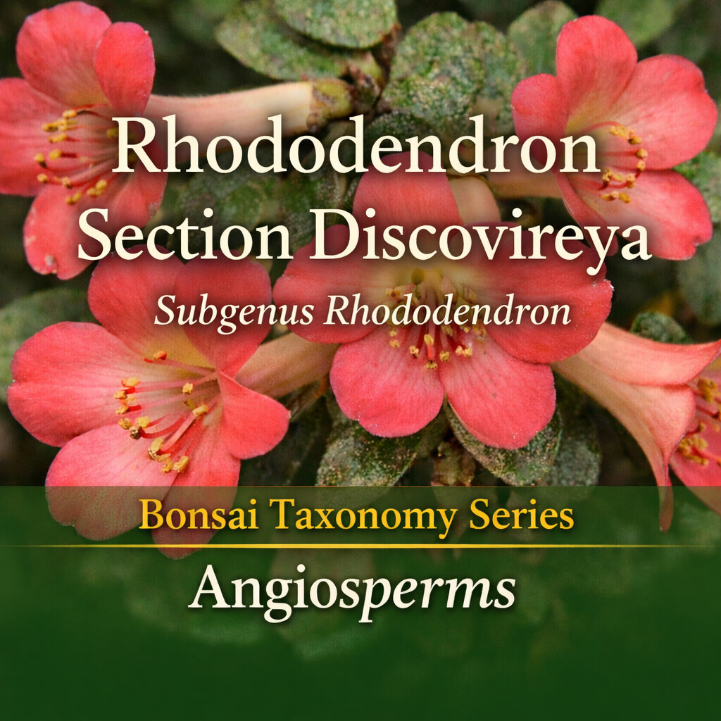 Rhododendron Section Discovireya Taxonomy Guide