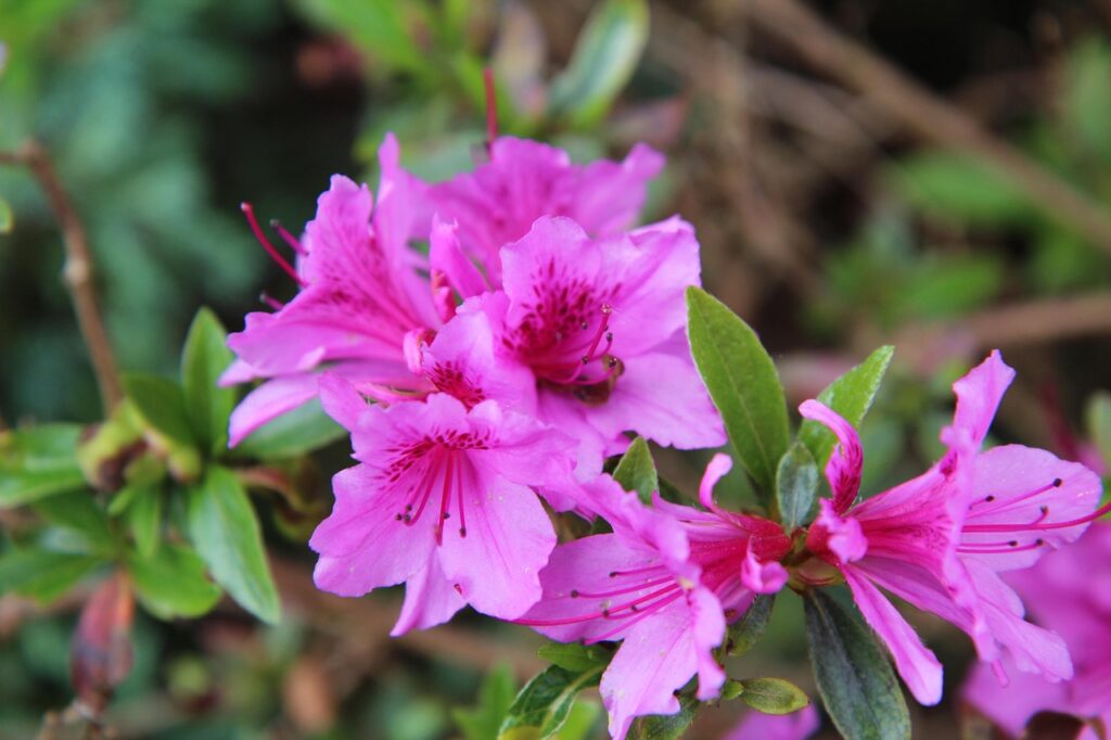 Rhododendron Subsection Pentanthera Taxonomy Guide