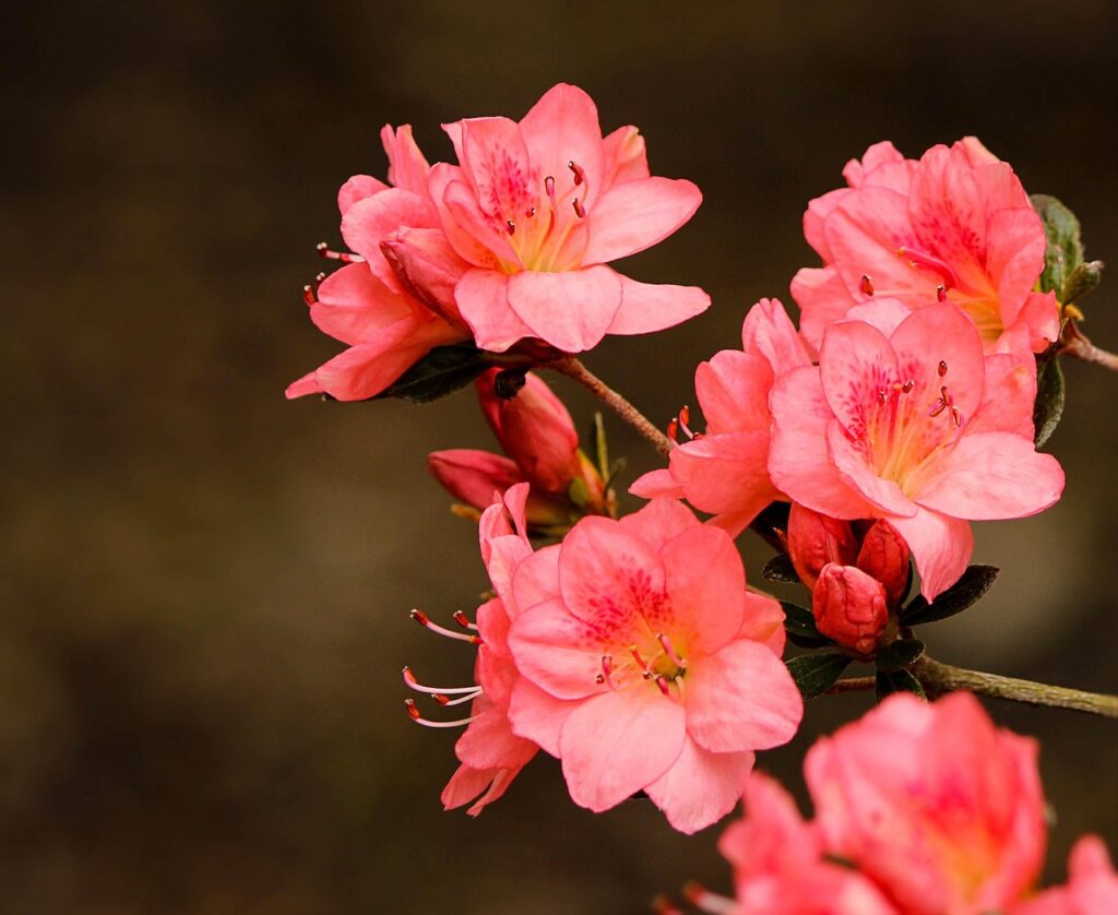 Rhododendron Subsection Pentanthera Taxonomy Guide