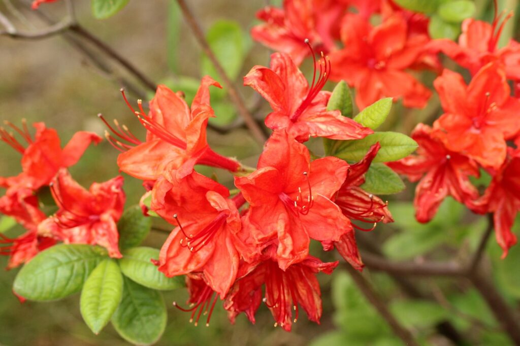 Rhododendron Subsection Pentanthera Taxonomy Guide