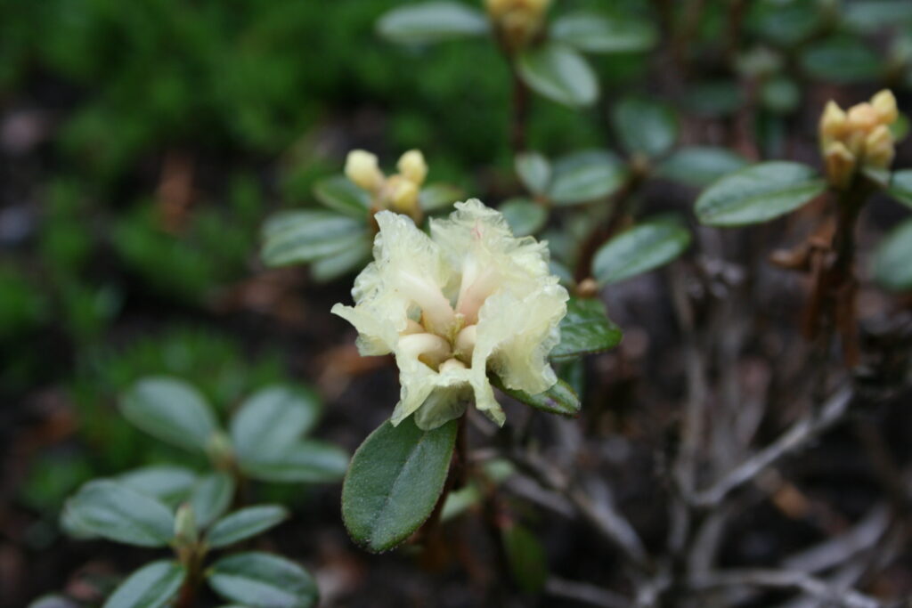 Rhododendron Section Pogonanthum Taxonomy Guide 