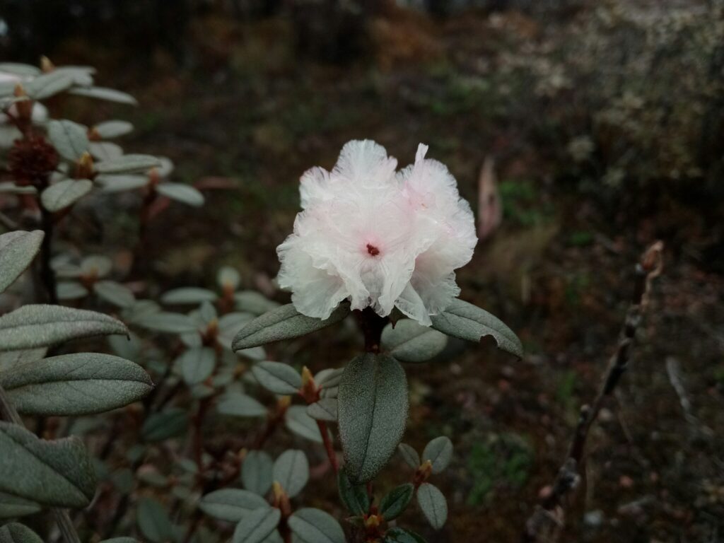 Rhododendron Section Pogonanthum Taxonomy Guide