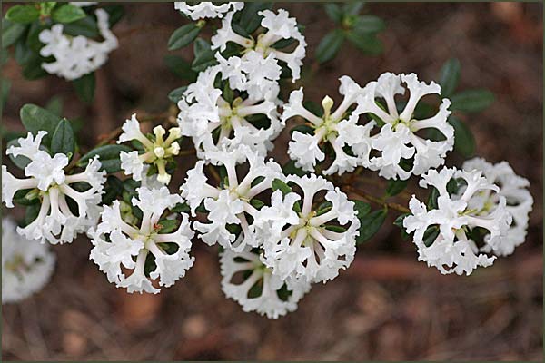 Rhododendron Section Pogonanthum Taxonomy Guide